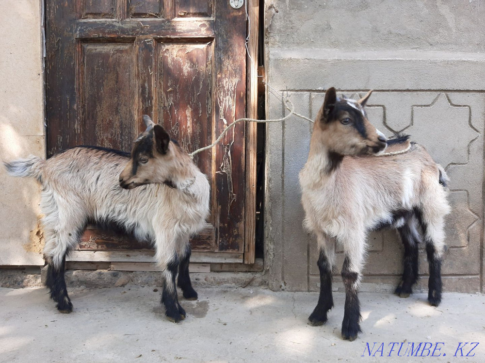 Таза Альпи ?р?ашы ла?тар Ешкы ешкі коза козы Шымкент - изображение 3