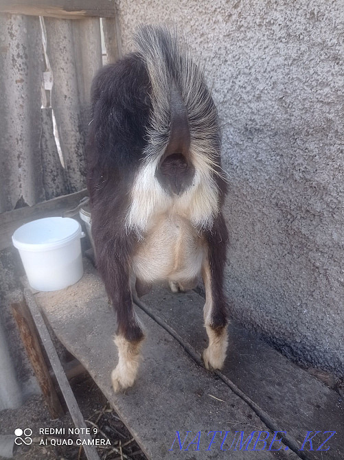 Продаю дойных коз  - изображение 1