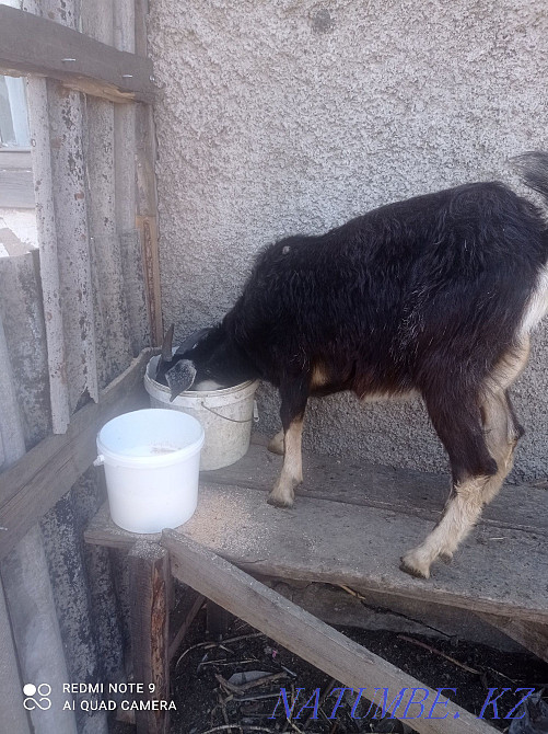 Продаю дойных коз  - изображение 2