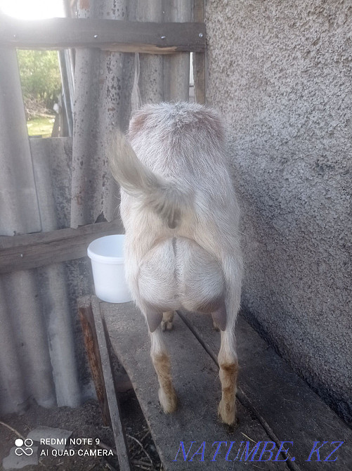 Продаю дойных коз  - изображение 3