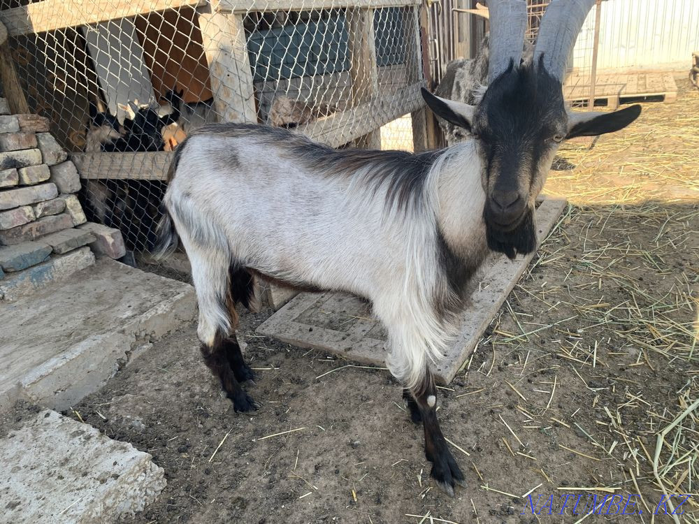 Ешки Коза Козлы Теке Атырау - изображение 1