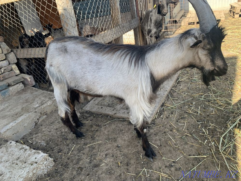 Ешки Коза Козлы Теке Атырау - изображение 2