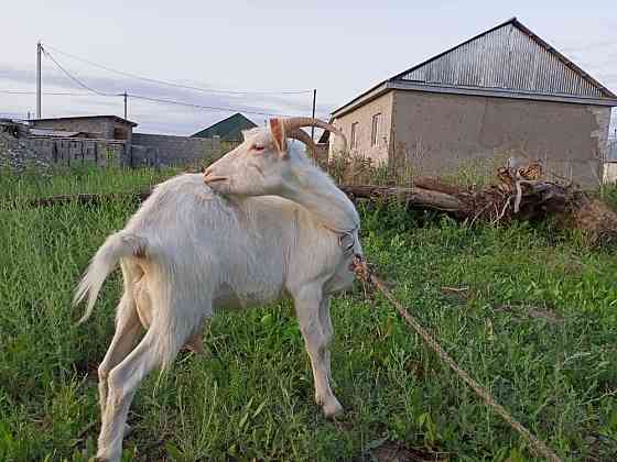 Продам заненскую козу 3 литра в день Талдыкорган