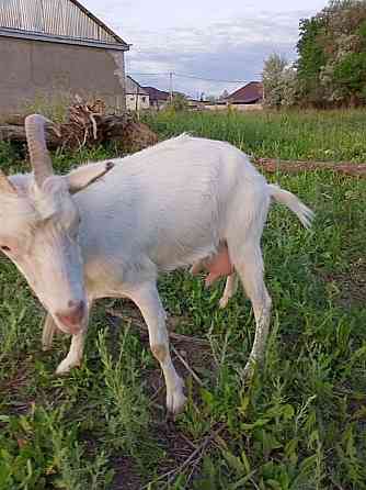 Продам заненскую козу 3 литра в день Талдыкорган