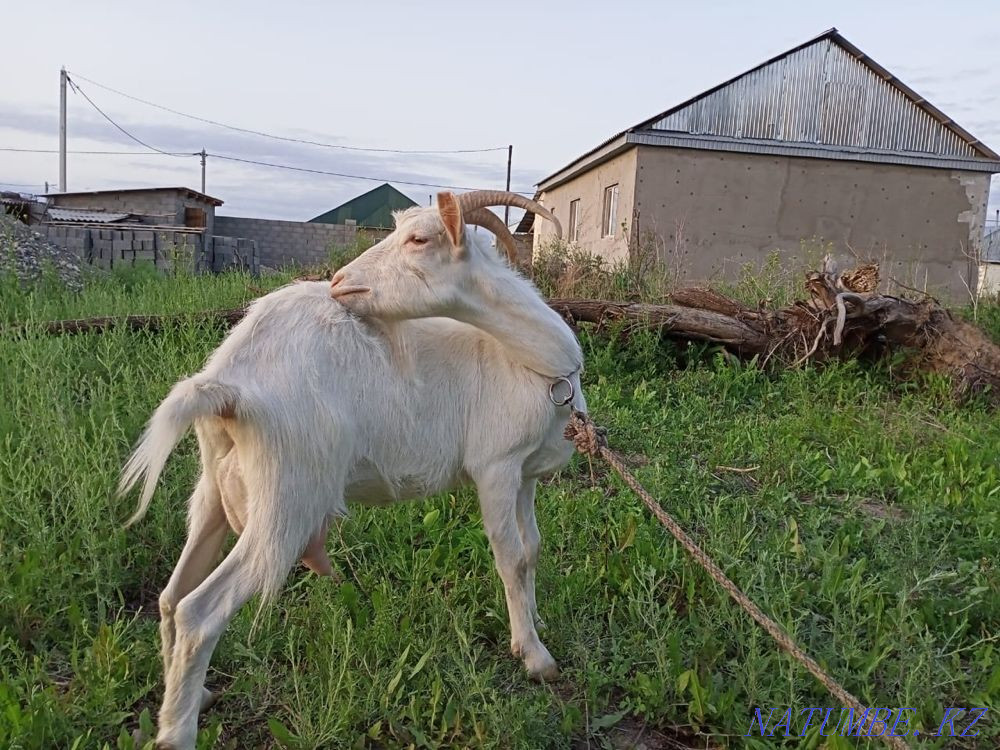 Sell zanen goat 3 liters per day Taldykorgan - photo 3