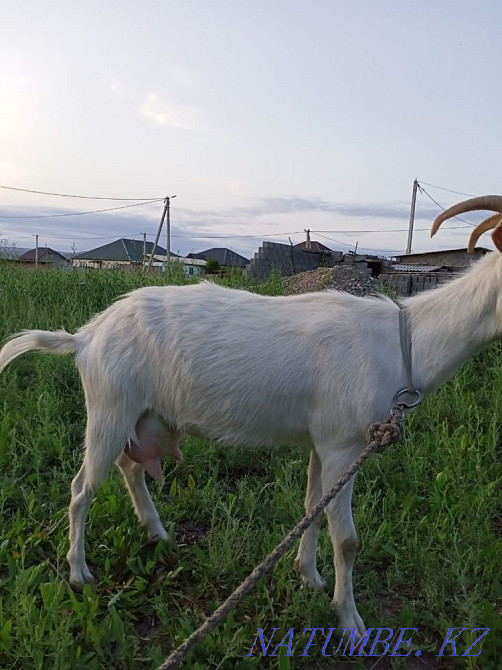 Sell zanen goat 3 liters per day Taldykorgan - photo 2