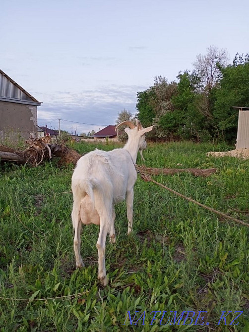 Sell zanen goat 3 liters per day Taldykorgan - photo 1