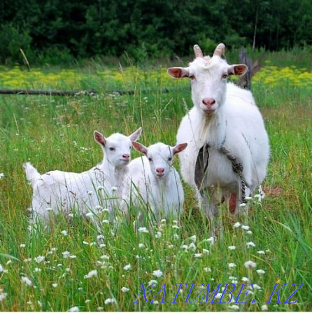 Goat milk is homemade. Atyrau - photo 3