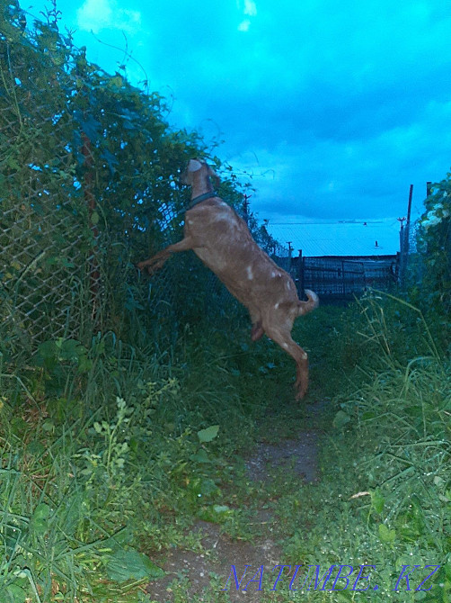 Goat 3 years noob-alp. Esik - photo 4