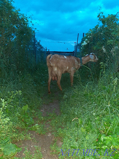 Goat 3 years noob-alp. Esik - photo 3