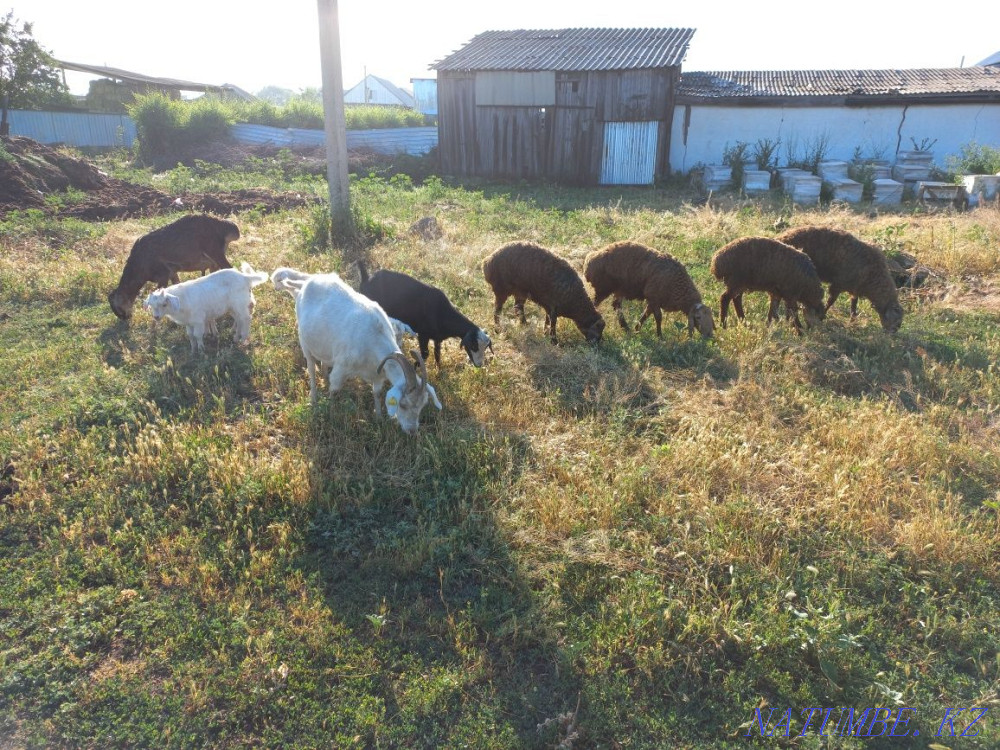 Козы с козлятами, зимние ягнята Ушконыр - изображение 1