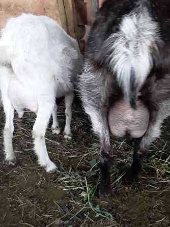 Дойная альпийская коза Талдыкорган