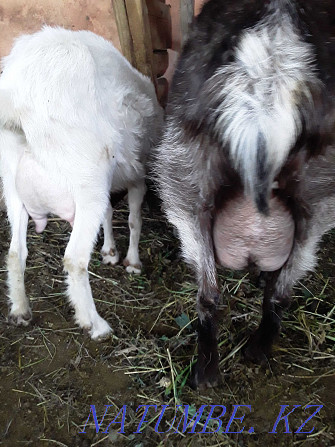 Дойная альпийская коза Талдыкорган - изображение 1