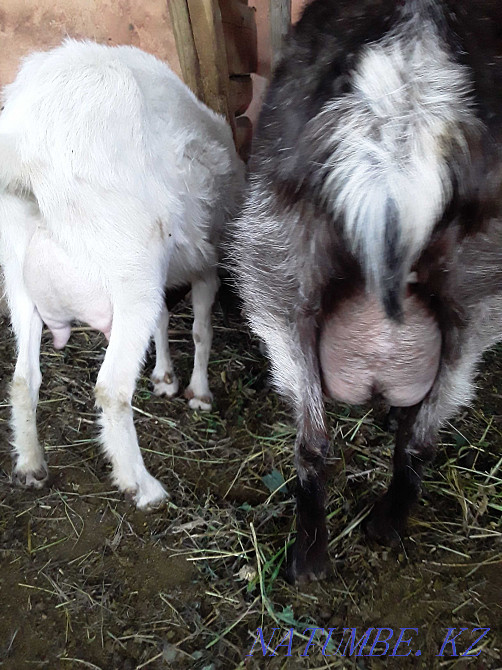 Dairy alpine goat Taldykorgan - photo 1
