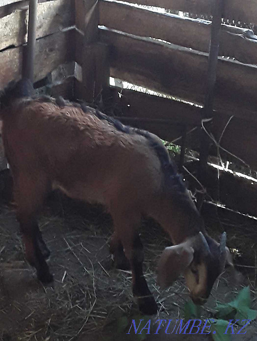 Dairy alpine goat Taldykorgan - photo 2