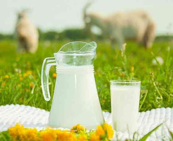 Козье молоко свежее каждый день Аксукент