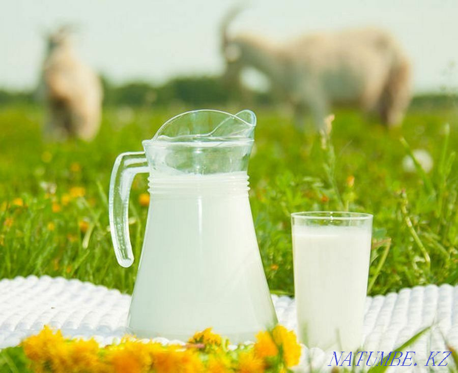 Күн сайын жаңа піскен ешкі сүті Аксукент - изображение 1