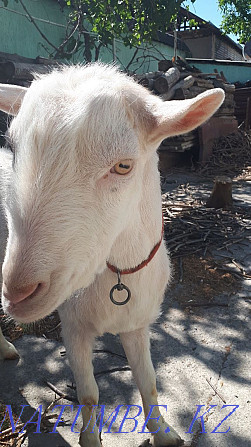 Заненский козёл для огулевание козы Аксукент - изображение 2