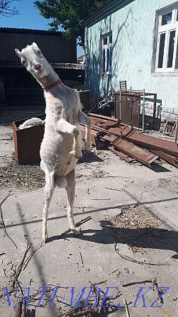 Заненский козёл для огулевание козы Аксукент - изображение 4
