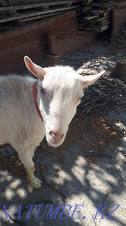 Zanen goat for walking a goat Аксукент - photo 1