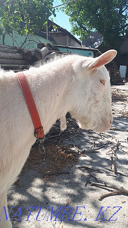 Zanen goat for walking a goat Аксукент - photo 3