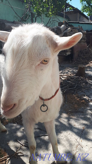 Zanen goat for walking a goat Аксукент - photo 2
