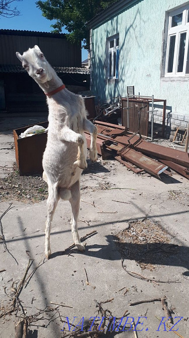 Zanen goat for walking a goat Аксукент - photo 4