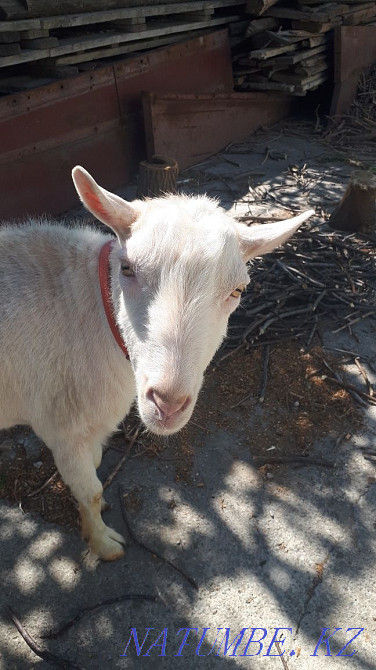 Zanen goat for walking a goat Аксукент - photo 1