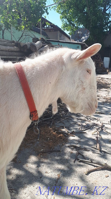 Zanen goat for walking a goat Аксукент - photo 3