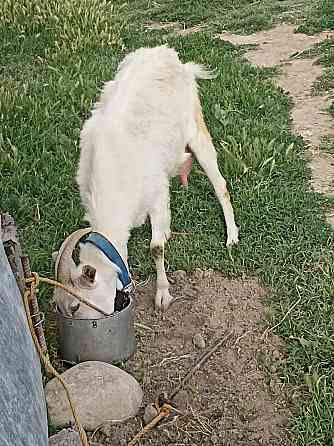 Зайанский коза молочная порода 