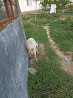 Зайанский коза молочная порода 