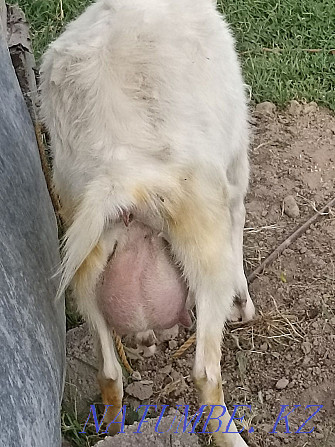 Zayan goat dairy breed  - photo 3