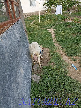 Zayan goat dairy breed  - photo 1