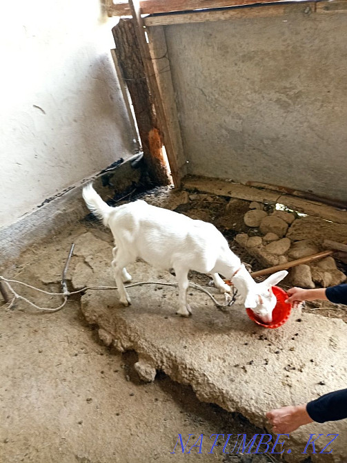 Zayan goat dairy breed  - photo 2