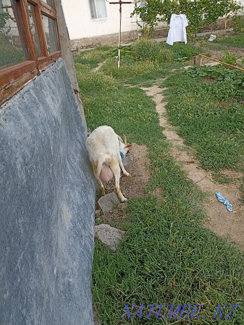 Zayan goat dairy breed  - photo 1