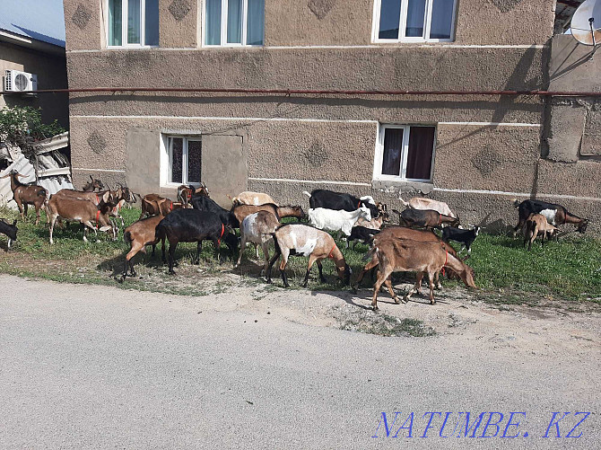 Parodals eshkiler Taza ?andy Nubi Alpi Sauyndy Eshky Eshki goat goat Shymkent - photo 4