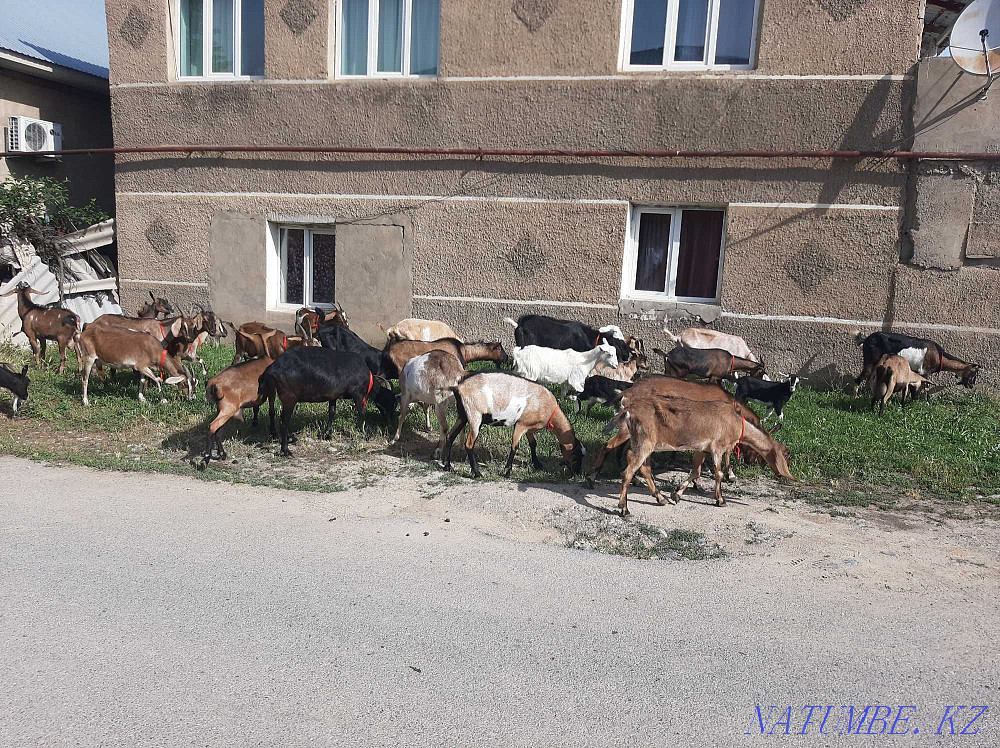 Пародалы ешкілер Таза ?анды Нуби Альпи Сауынды Ешкы Ешкі коза козы Шымкент - изображение 4