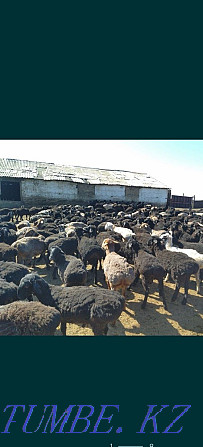 Sheep Koi tokt / goats / sek / tusak / satylady. Free fast shipping available Almaty - photo 1
