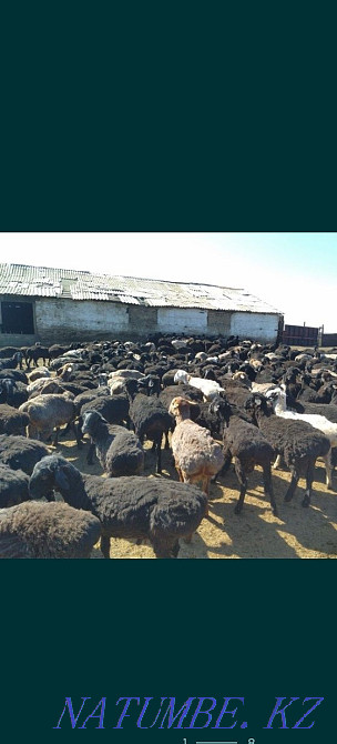 Қой Қой төк / ешкі / сек / тұсақ / сатылады. Тегін жылдам жеткізу қол жетімді  Алматы - изображение 1