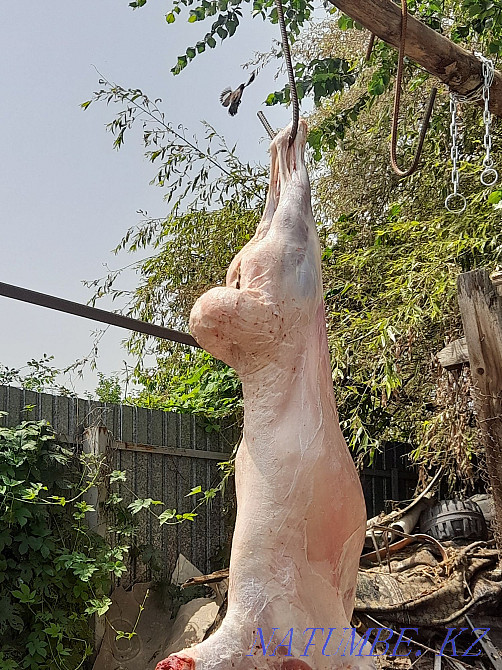 Қой Қой төк / ешкі / сек / тұсақ / сатылады. Тегін жылдам жеткізу қол жетімді  Алматы - изображение 2