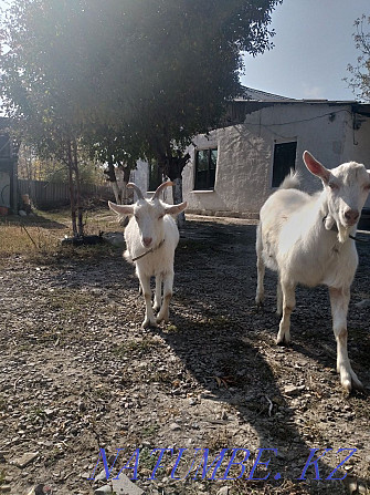 ?SELL? Goats, Saanen goat for 130,000  - photo 4
