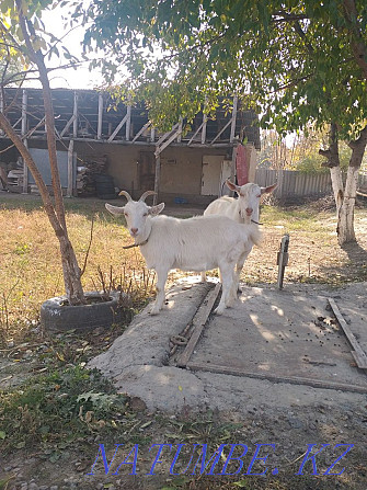 ?SELL? Goats, Saanen goat for 130,000  - photo 2