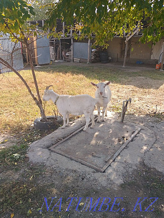?ПРОДАМ? Коз, коза зааненской порода за 130 000  - изображение 1