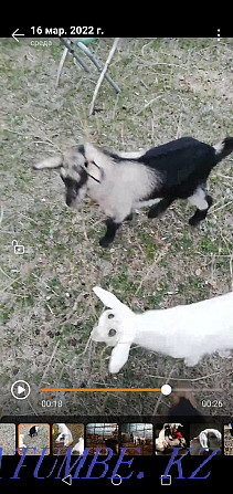 Goats, kids, goat Tekeli - photo 2