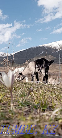 Козы, козлята, козёл Текели - изображение 1