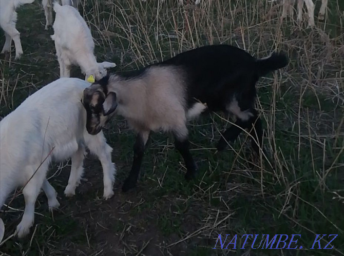 Goats, kids, goat Tekeli - photo 3