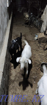 Козье молоко, козы Шымкент - изображение 1