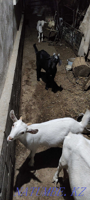 Козье молоко, козы Шымкент - изображение 2