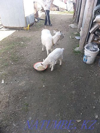 Saanen breed selling goats, goat, goat  - photo 3