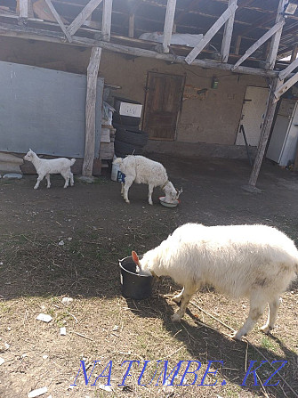 Saanen breed selling goats, goat, goat  - photo 1